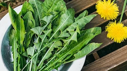 Dandelion Leaves
