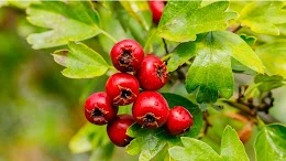 Hawthorn Berries